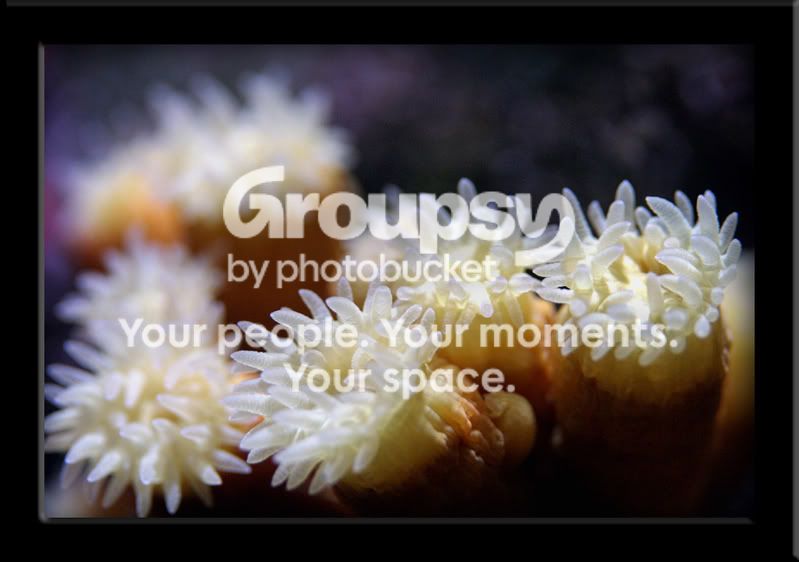 Aquarium10035acopy.jpg
