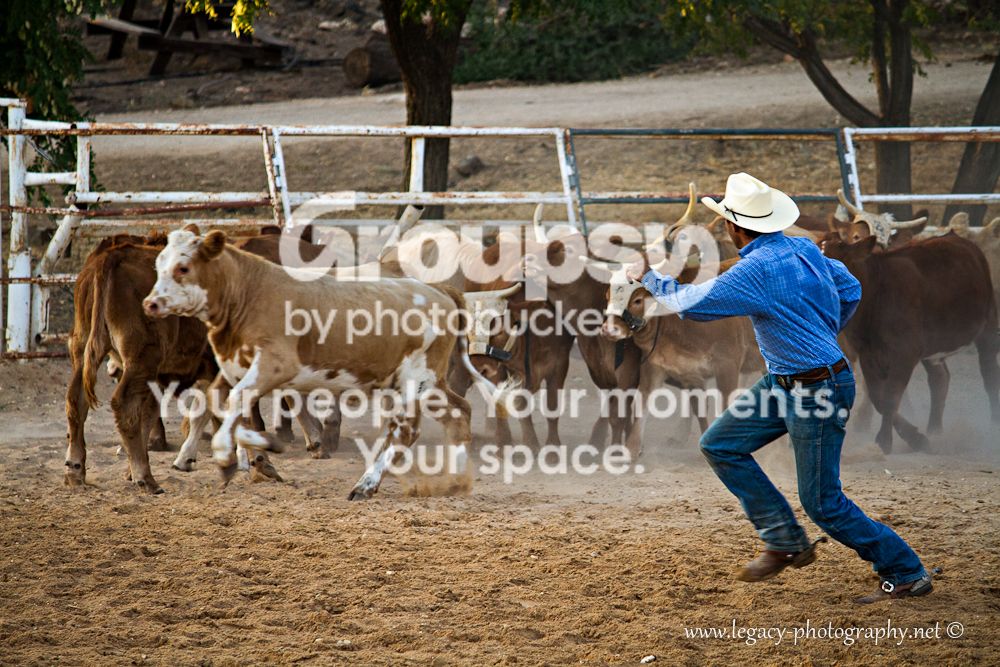 Cowboyroundingupcattle.jpg