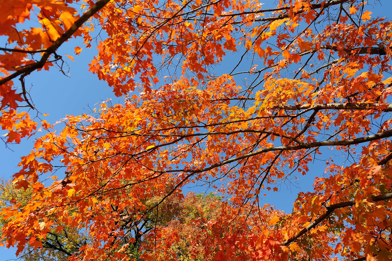 DSC_00046-X3.jpg