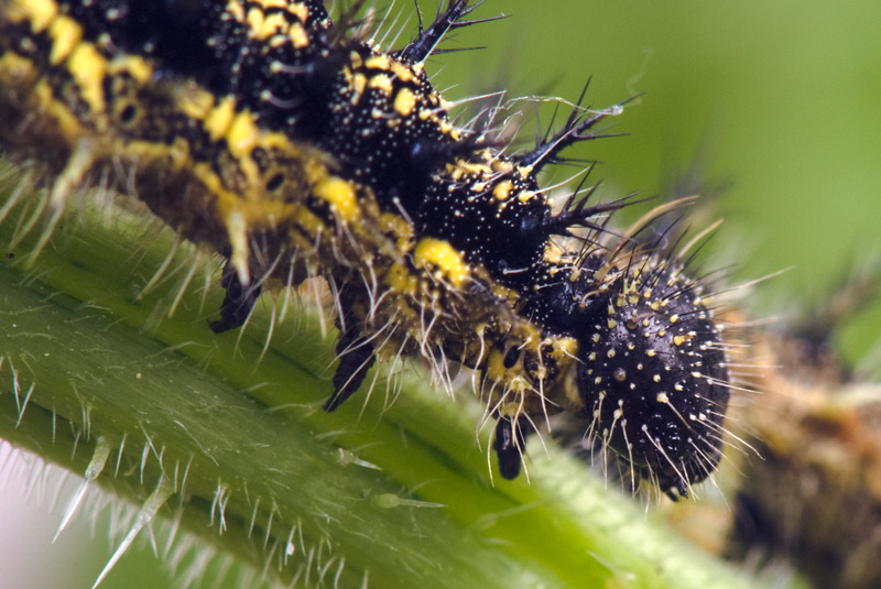 small_tortoiseshell_05.jpg
