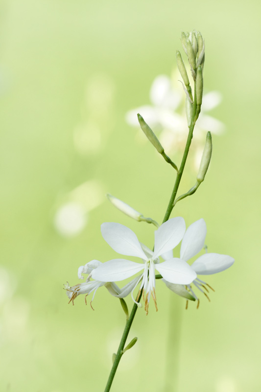 flower_13.jpg