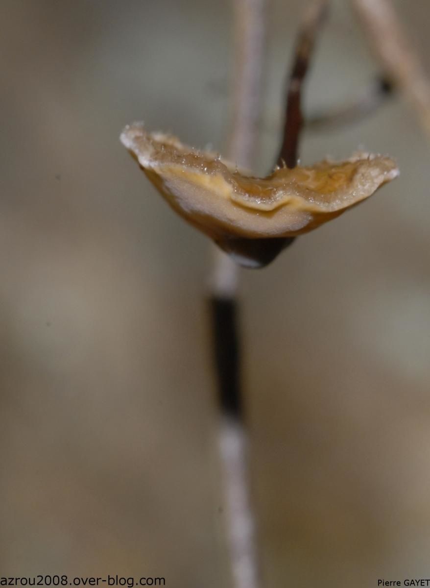 champignon-liane.jpg