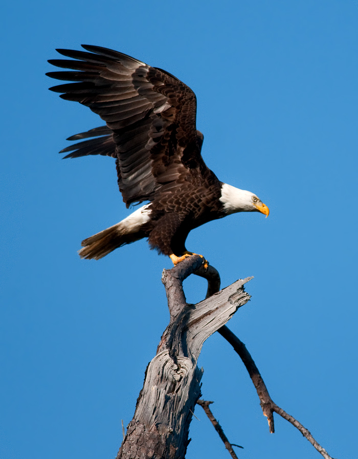4447130324_2c2c859a6d_o.jpg