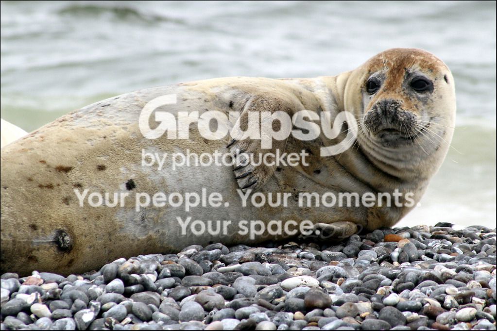Helgoland_Seehunde_2.jpg