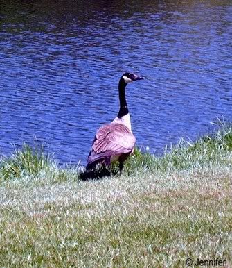 goose.jpg