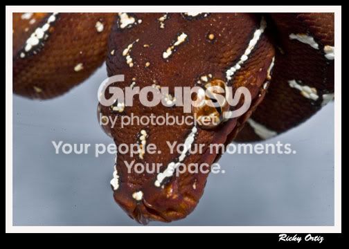 gtp03.jpg