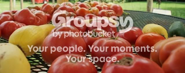 tomatoes011.jpg