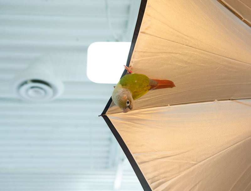 Tweety.jpg