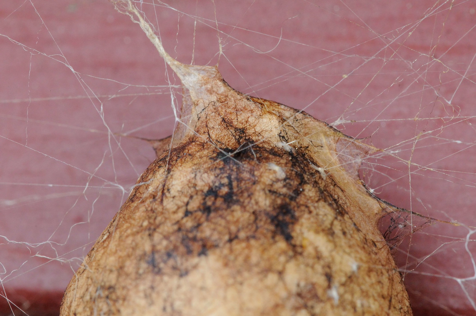 DSC_00123-X3.jpg