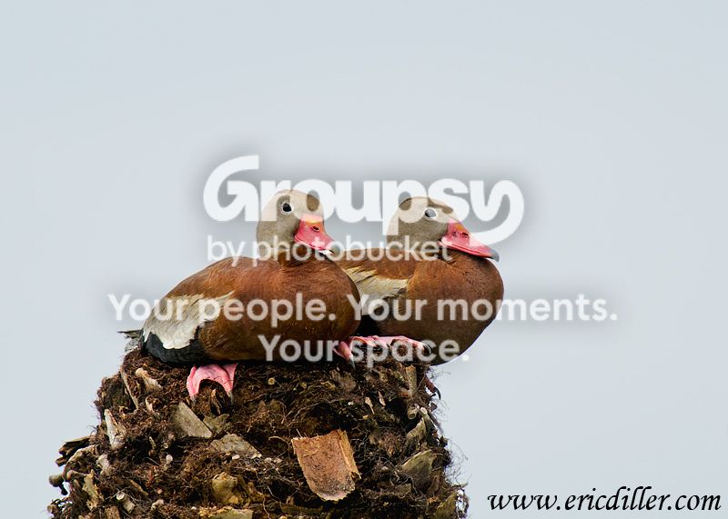 _ECD3918-copy800.jpg