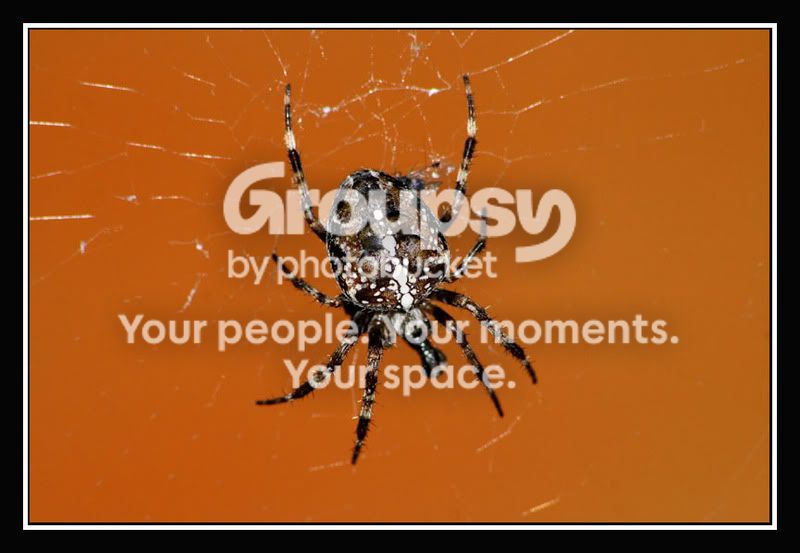 Spinne_orange_framed.jpg