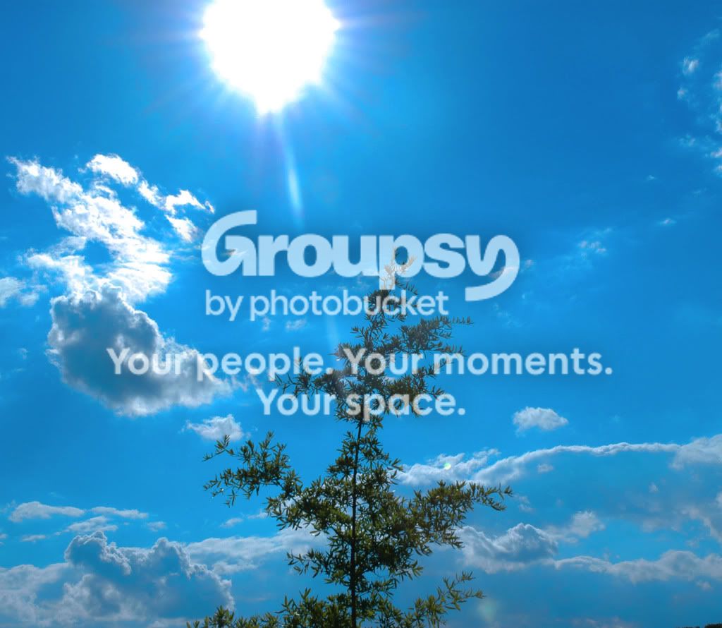 sunnytreeimprovecopy.jpg