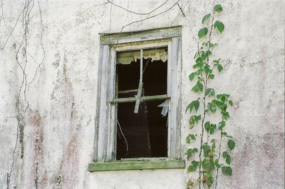 window%20with%20vine.jpg