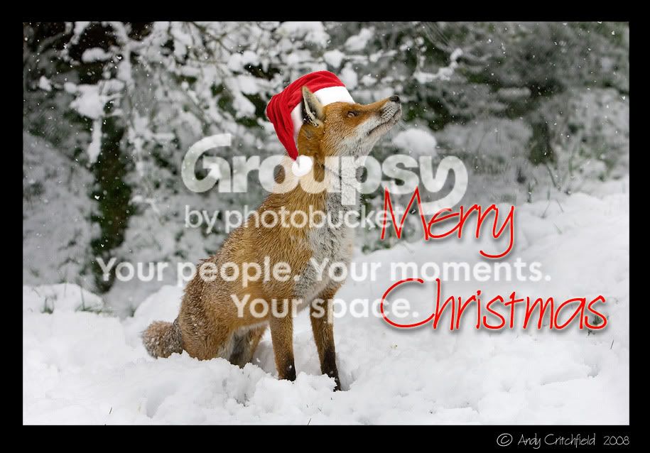 fox.jpg