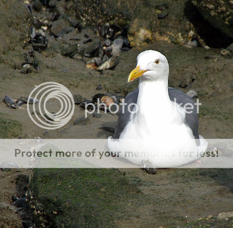 birds-2.jpg