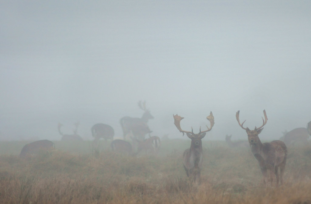 deer_26.jpg