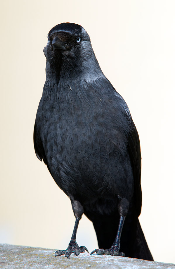 jackdaw_03.jpg