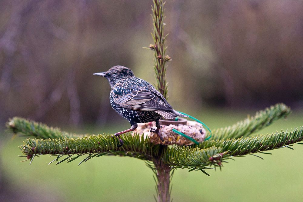 Starling-1-1.jpg