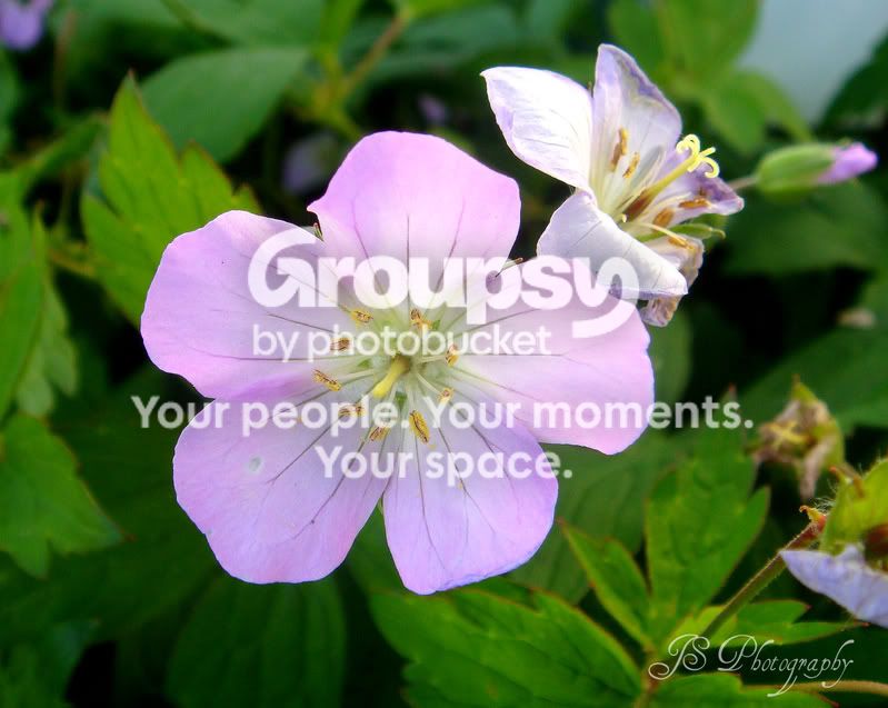 lilpurple2.jpg
