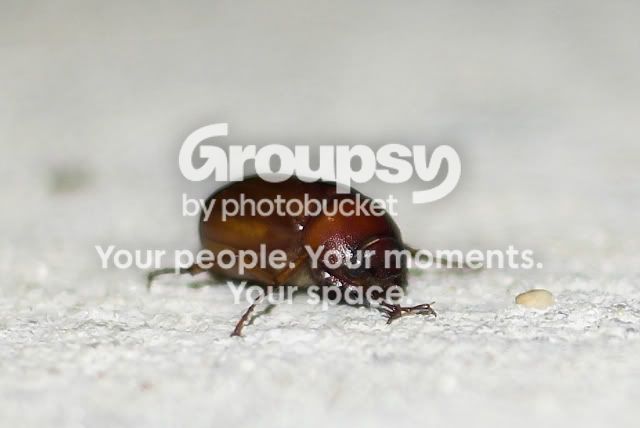bug2.jpg