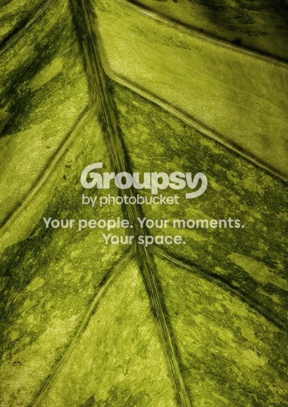 leaf061312.jpg
