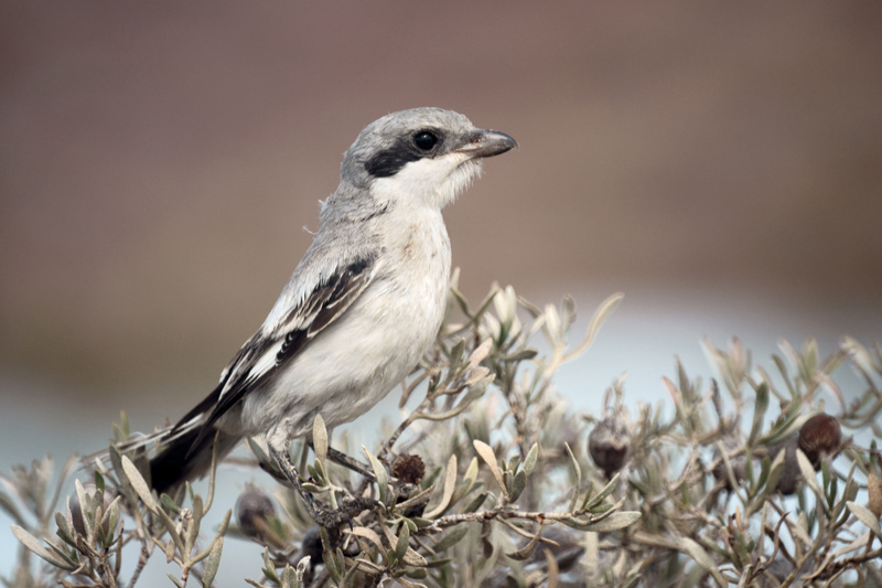 tunisian_bird_03.jpg