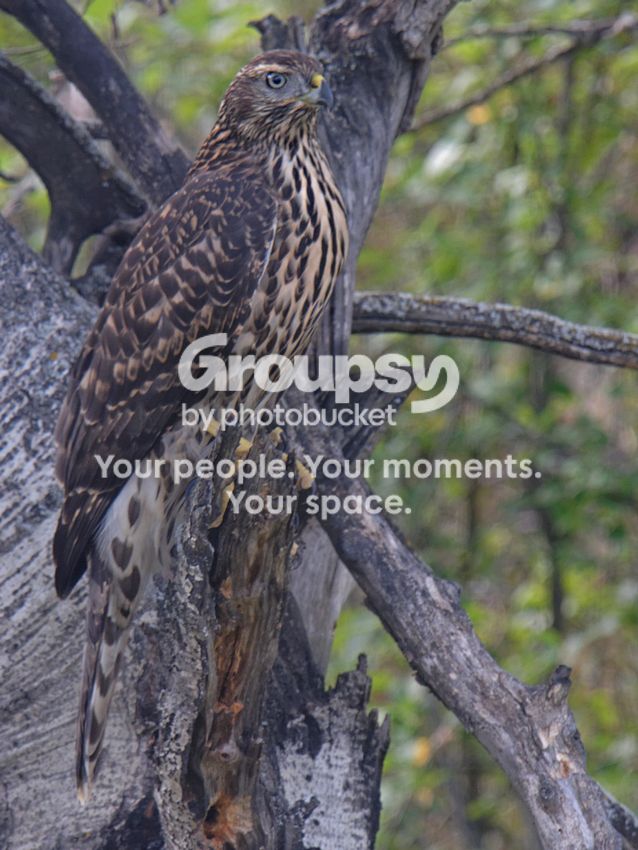 Goshawk_zps3f553c91.jpg