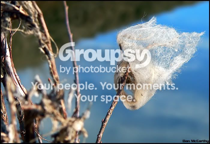 cottonplant.jpg