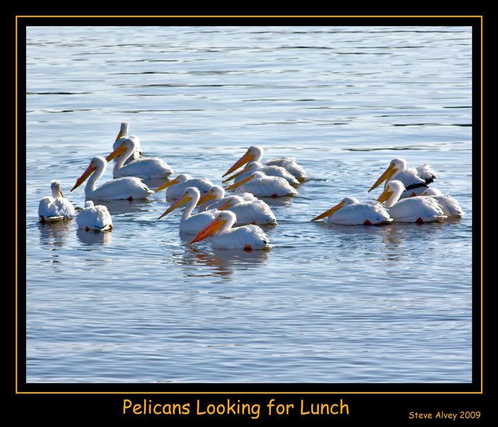 Pelicans-looking-for-lunch-1036.jpg