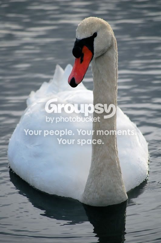 swan3.jpg