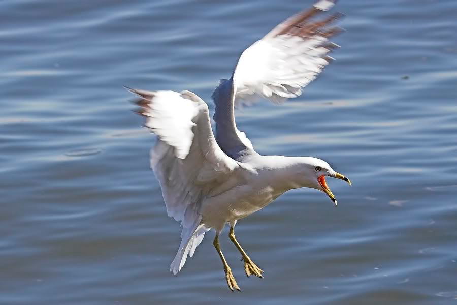 RingBilledGull3.jpg