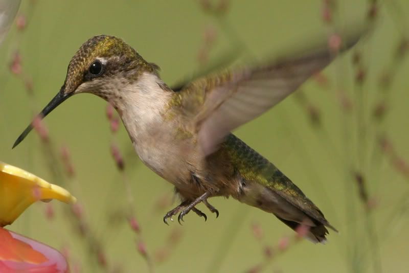labordayhummers041_edited-1.jpg