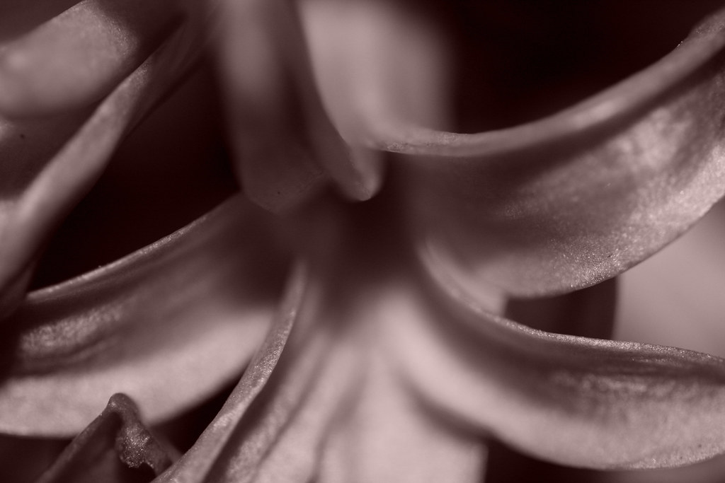422572219_e4f9734af0_b.jpg