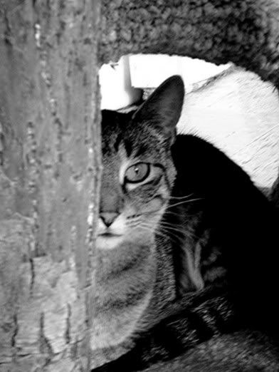 cat6.jpg