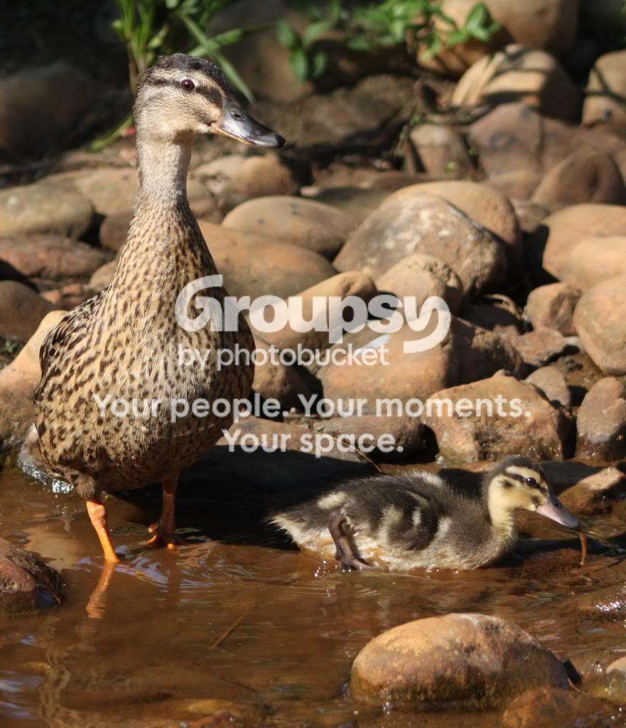 DuckandBaby.jpg