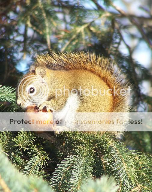 squirrel.jpg