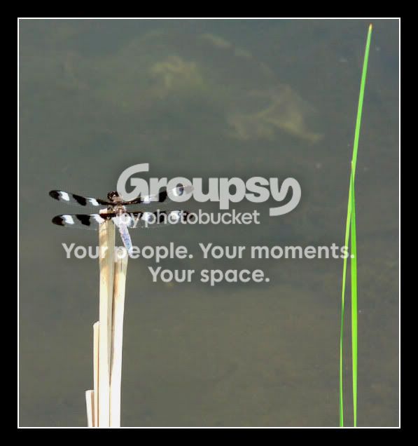 DRAGONFLYcopy.jpg