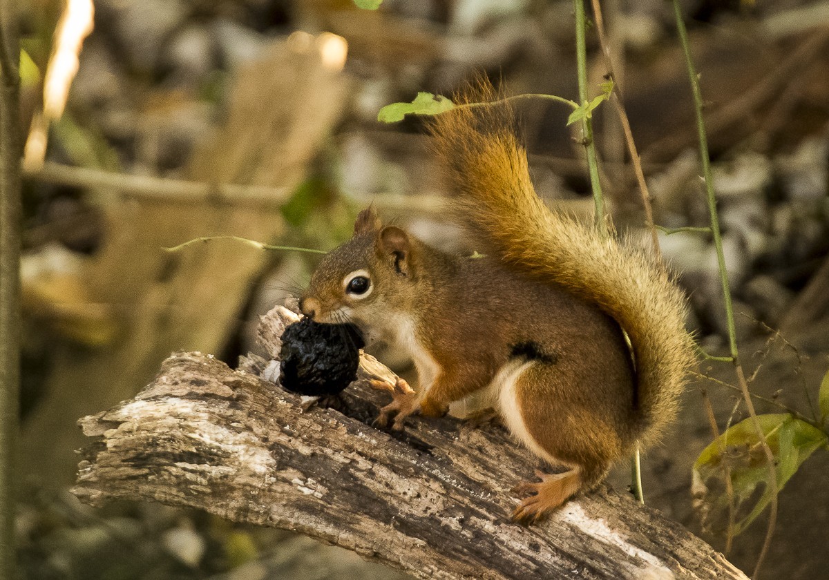 red-squirrel-and-walnut-jpg.148612