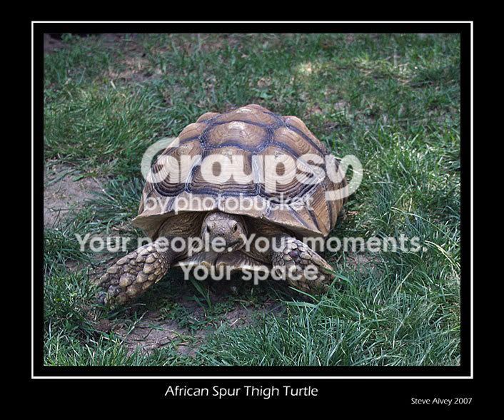 Turtle-African-front-4204.jpg