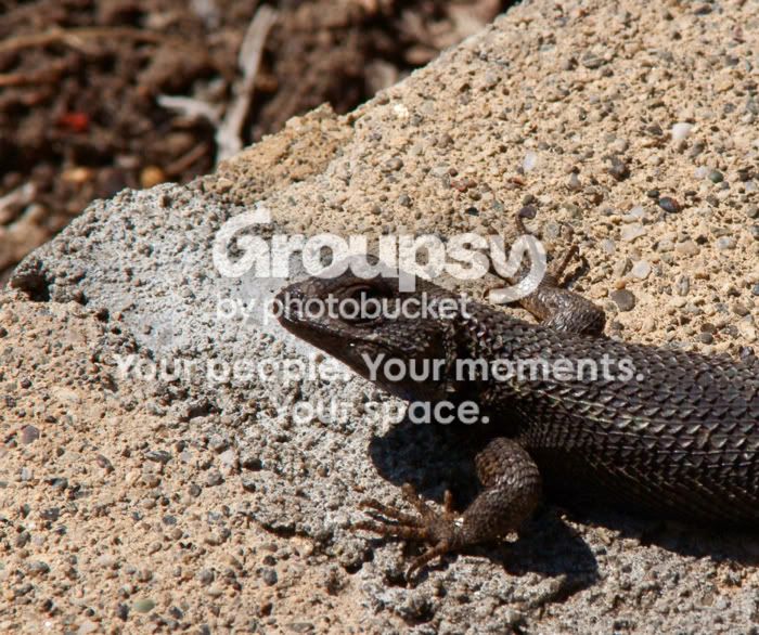 trylizard.jpg