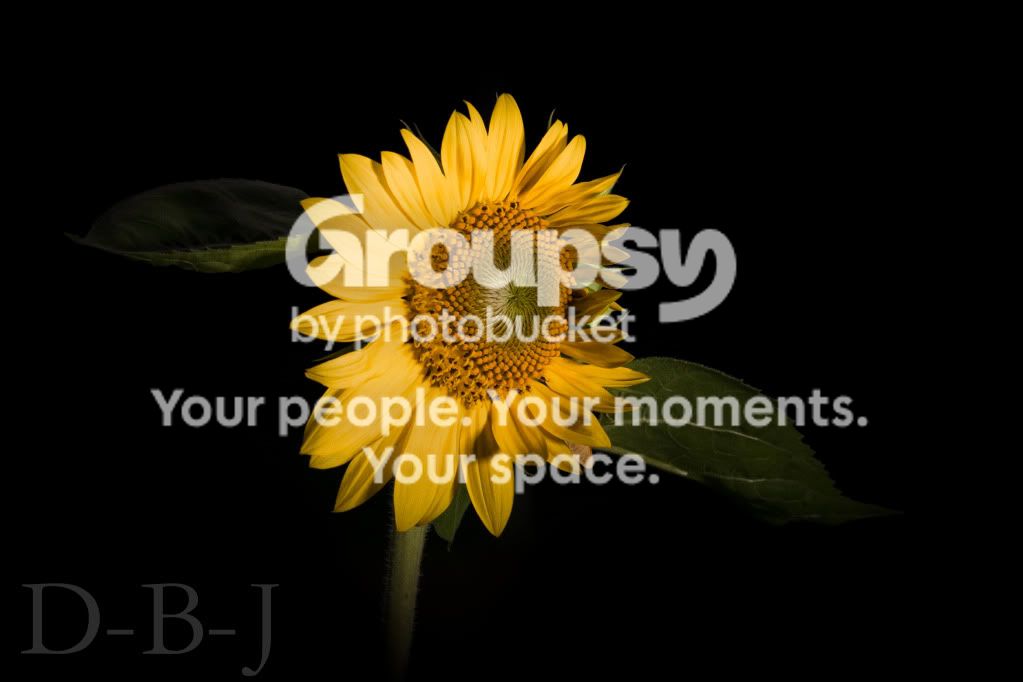 Sunflower.jpg