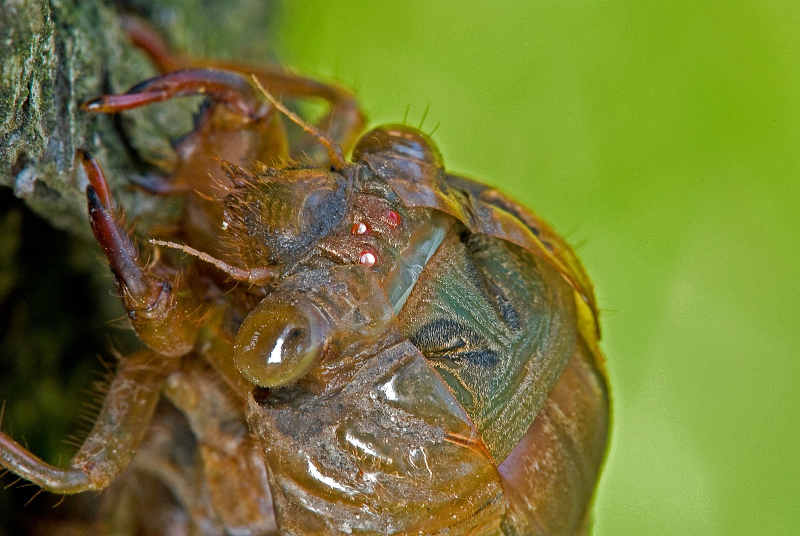 EmergingDryfly003copy.jpg