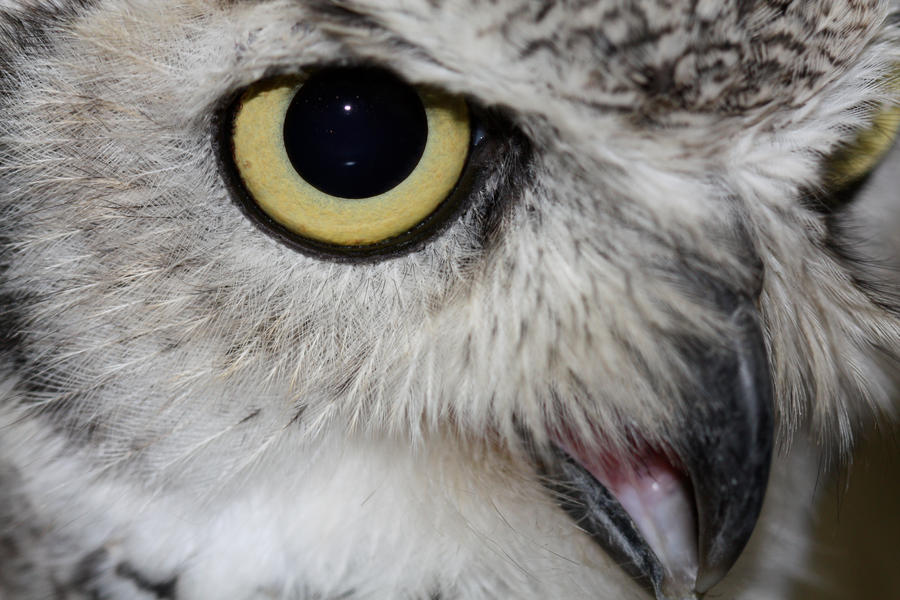 Owl_eye_by_mack1time.jpg