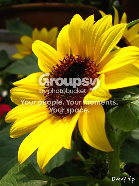 Flowers9.jpg