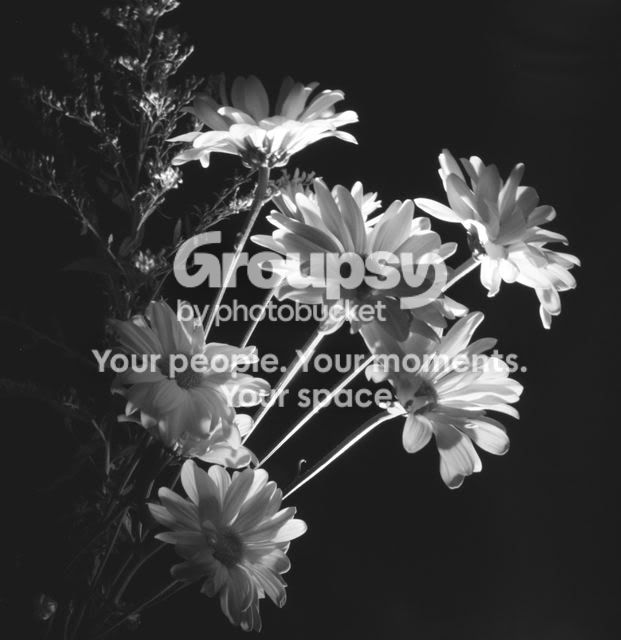 Flowersbw.jpg