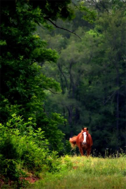 Horsewalking.jpg