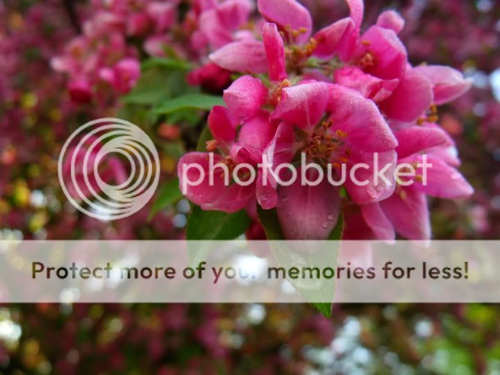 wetflower.jpg