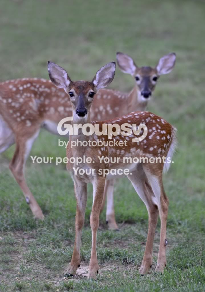 Fawn082911.jpg