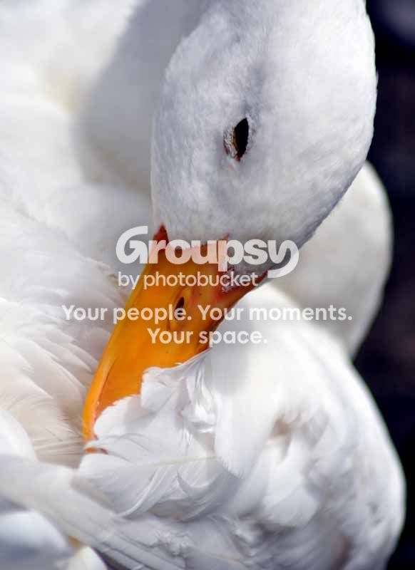 duckpreen.jpg