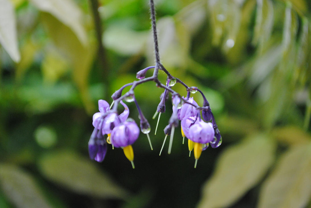 purple_flowers_by_snow_fx-d3x2gf2.jpg